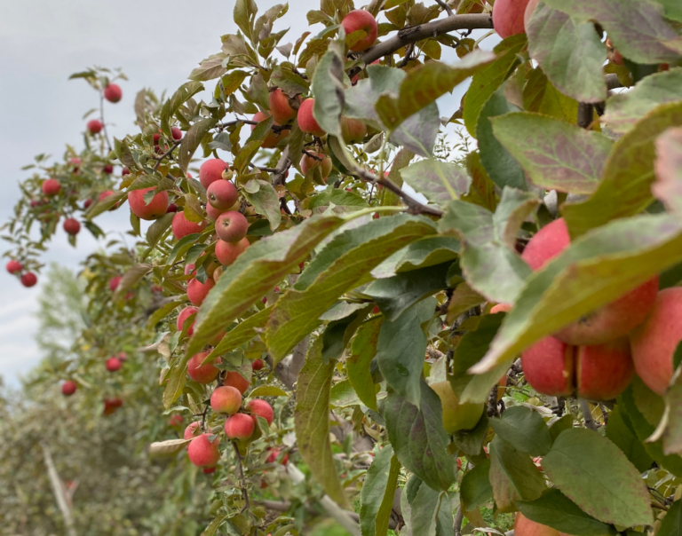Ripe locally grown Ontario apples on an apple tree, celebrating fall harvest, healthy aging and seasonal nutrition for seniors.